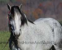 ranch-work-quarter-pony