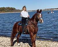 bright-missouri-fox-trotter-horse