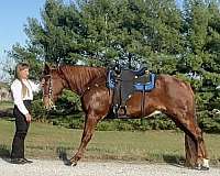 bright-red-missouri-fox-trotter-horse