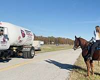 fun-horse-to-ride-missouri-fox-trotter