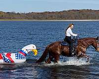 swimming-missouri-fox-trotter-horse