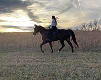 bright-red-gelding