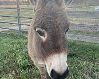 donkey-for-sale