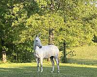 dappled-grey-mule