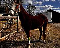 bald-faced-mare-tennessee-walking-horse