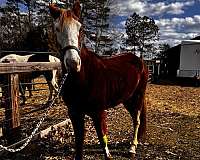 piebald-tennessee-walking-mare