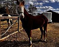 bald-faced-mare-horse