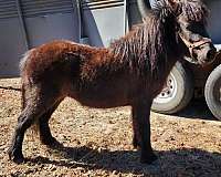 tovero-miniature-horse