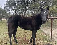 black-star-horse