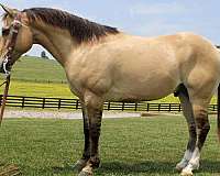 good-looks-gelding