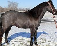 all-around-quarter-horse