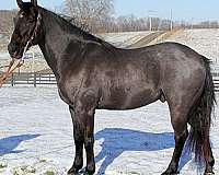 athletic-quarter-horse