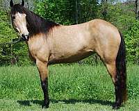 barrel-quarter-horse