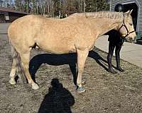 quarter-pony-gelding