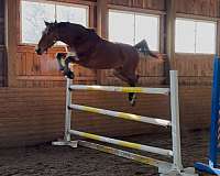 all-around-athletic-dutch-warmblood-horse