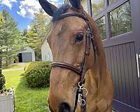 kwpn-dutch-warmblood-warmblood-gelding