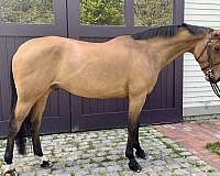 bay-dutch-warmblood-gelding