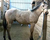 aqha-yearling-colt