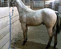 coming-yearling-colt