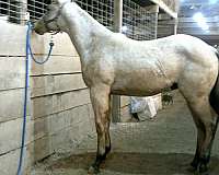 farrier-work-colt