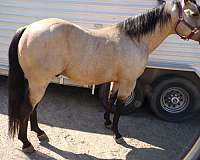 two-eyed-red-buck-colt