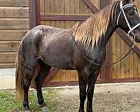 chocolate-roan-gelding-for-sale