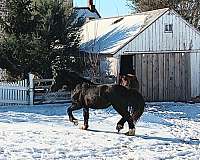 gypsyvanner-pony-gypsy-vanner