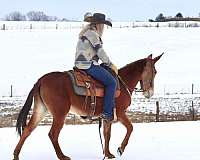 beginner-safe-tennessee-walking-horse