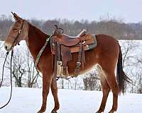 gaited-tennessee-walking-horse