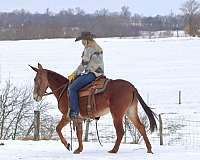 tennessee-walking-horse