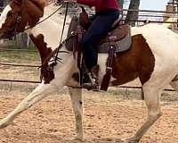 tennessee-walking-horse