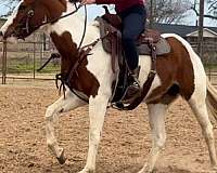 beginner-safe-tennessee-walking-horse