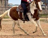 brooksville-tennessee-walking-horse