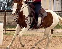 gaited-tennessee-walking-horse