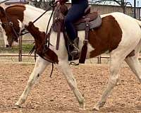 goat-tennessee-walking-horse