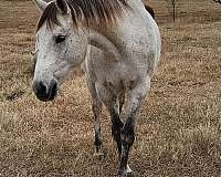 breeding-quarter-horse