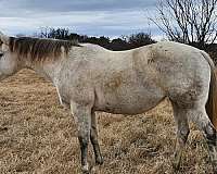 grey-quarter-horse-broodmare