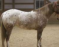 ranch-work-quarter-horse