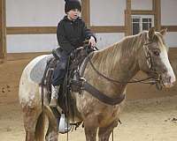 beginner-safe-quarter-horse