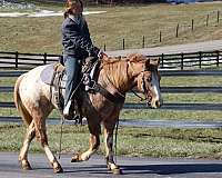 husband-safe-quarter-horse