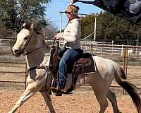 beginner-safe-quarter-horse