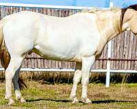 ranch-work-quarter-horse