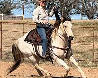 beginner-quarter-horse