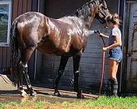 thoroughbred-horse-for-sale