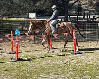 appaloosa-quarter-horse