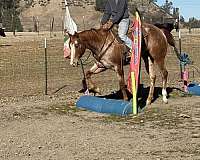 beginner-safe-quarter-horse