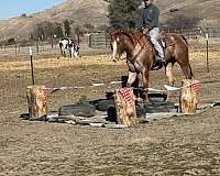 family-horse-quarter