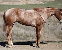 red-roan-blaze-horse