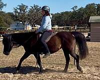 all-around-arabian-horse