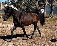 allergies-arabian-horse